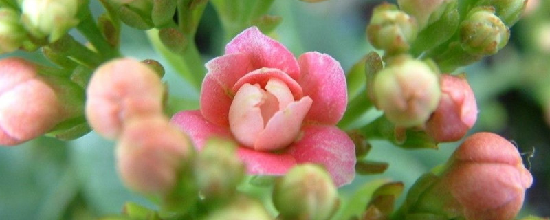 长寿花叶面长白霜 长寿花叶面长白霜是怎么回事