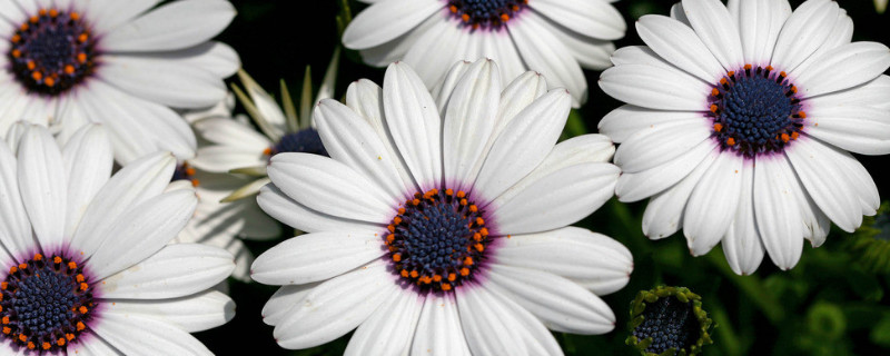 菊花种子怎样育苗 菊花的育苗