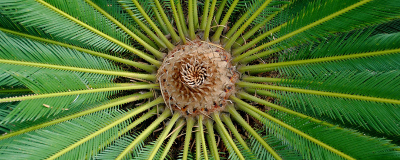 铁树冬天室外怎么过冬（铁树能在户外过冬吗?）