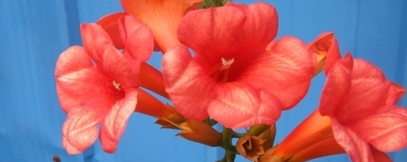 凌霄种植方法和注意事项（什么季节种凌霄,怎样种植）