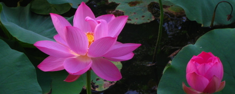 荷花种子怎么破壳 荷花种子开口能扔在水里么