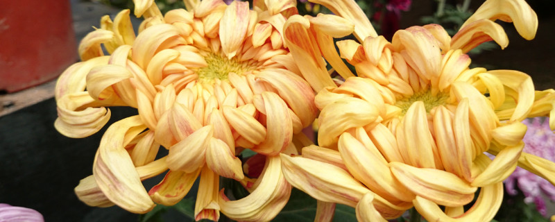 菊花种子什么时候播种（波斯菊花种子什么时候播种）