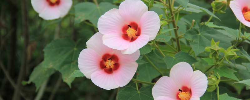 牵牛花可以往下长吗 牵牛花从哪里长出来