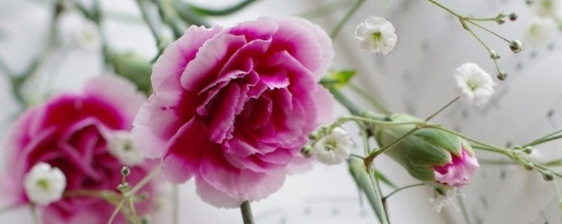 康乃馨能做干花吗（康乃馨可以做干花吗）