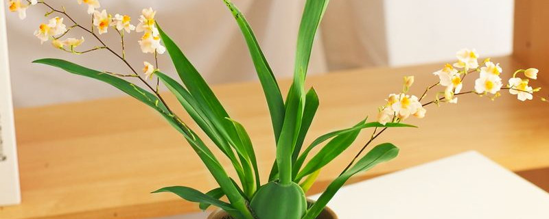 梦香兰一年开几次花（梦香兰的花期有多长）