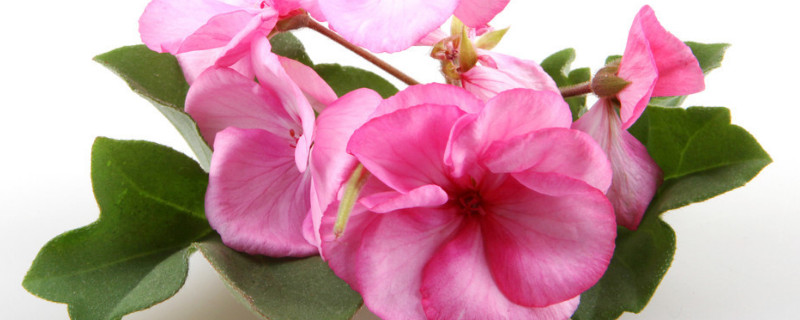 天竺葵怎样扦插 天竺葵怎样扦插图解