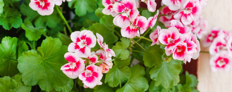 春季天竺葵几天浇一次水（天竺葵春天几天浇一次水）