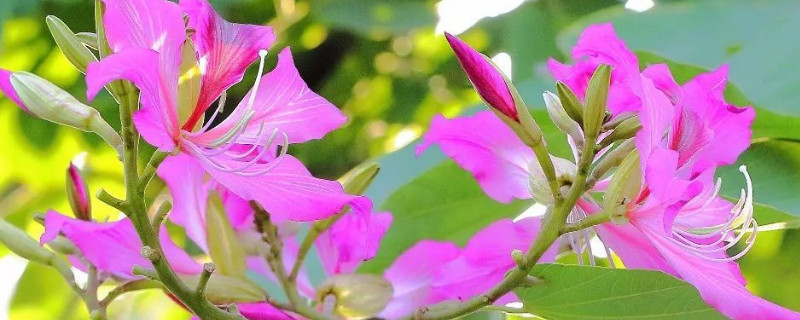 紫荆花叶子干枯了还能活吗 紫荆花能活多久