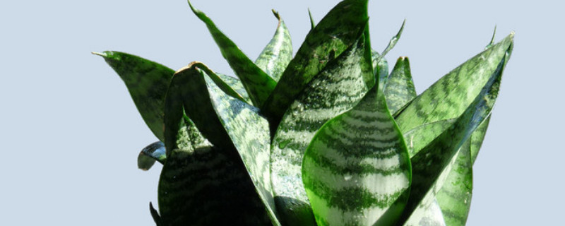 虎耳兰的养殖方法和注意事项 虎耳兰冬季怎么养