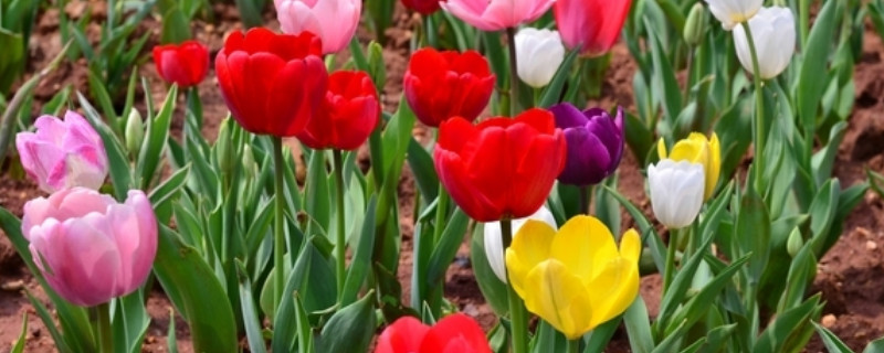 郁金香球烂了可以种吗（郁金香种球烂了怎么办）