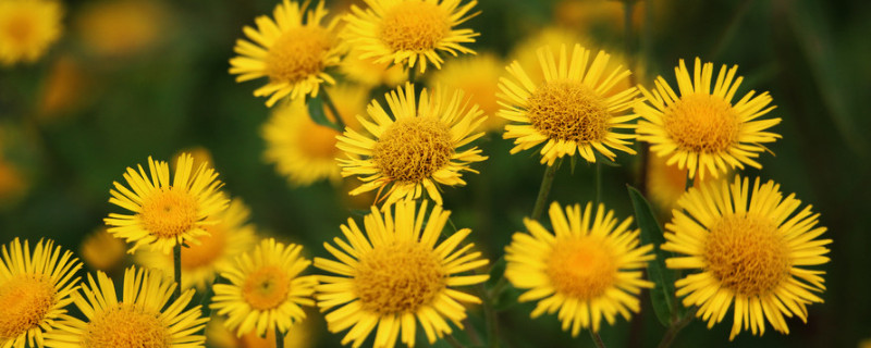 过生日能送雏菊吗 生日可以送雏菊花吗