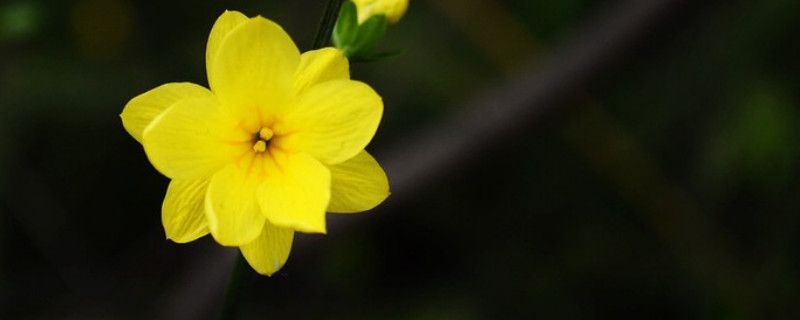 迎春花死了可以用水泡活吗 迎春花能泡出根吗