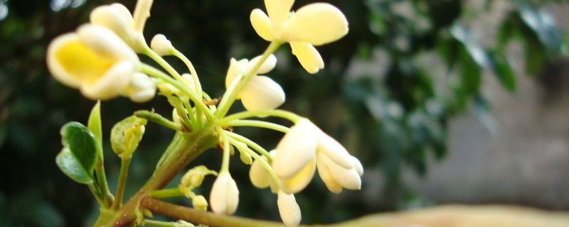 桂花树冬季可以移栽吗 桂花树冬天能移栽活吗