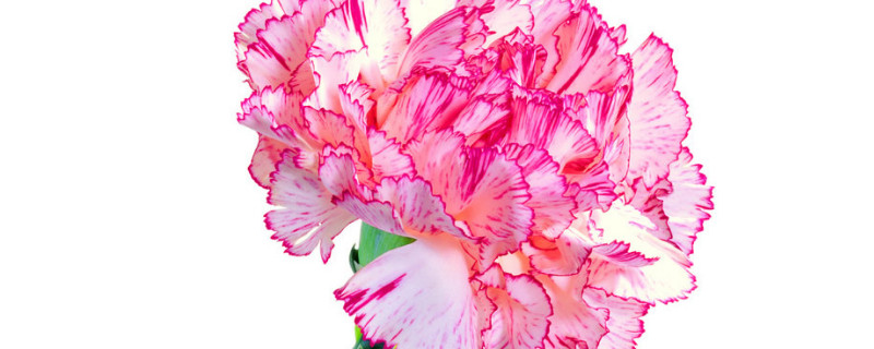 康乃馨要放多少水养 康乃馨要不要放水养