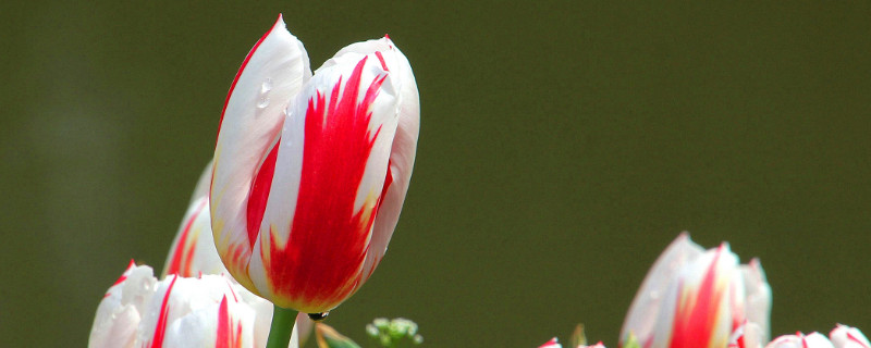 郁金香球种需要剥皮吗 郁金香种球要去皮吗