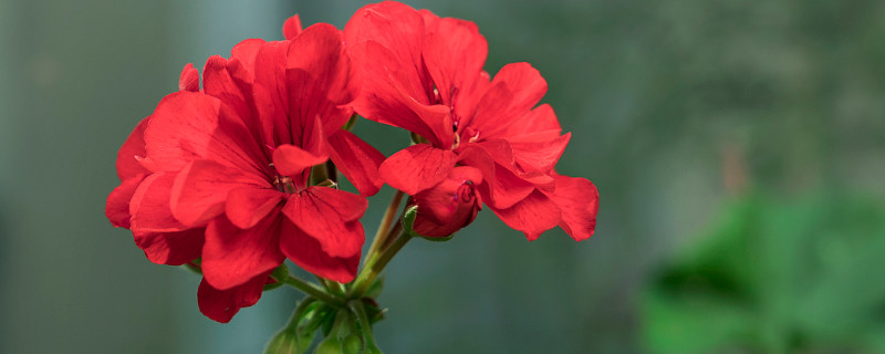 天竺葵秋冬季怎么养护（天竺葵入秋后怎么养护）