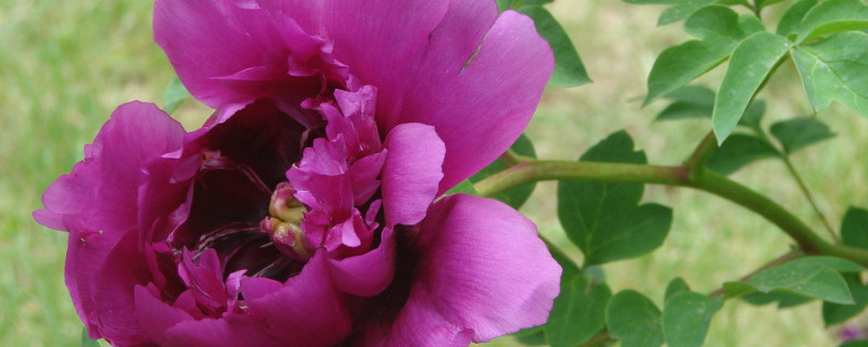 牡丹花春天开放吗 牡丹花在春天开花吗