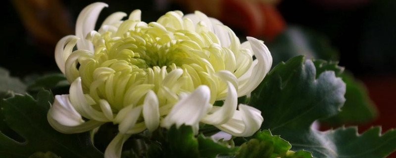 菊花的根是什么颜色的（菊花的根的形状）