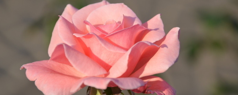 粉色月季花花语及寓意(粉色月季花象征着什么意义)