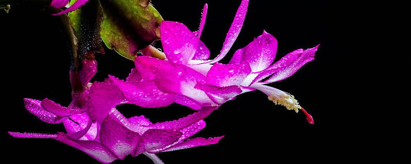 蟹爪兰春天施什么肥(蟹爪兰冬天施什么肥)