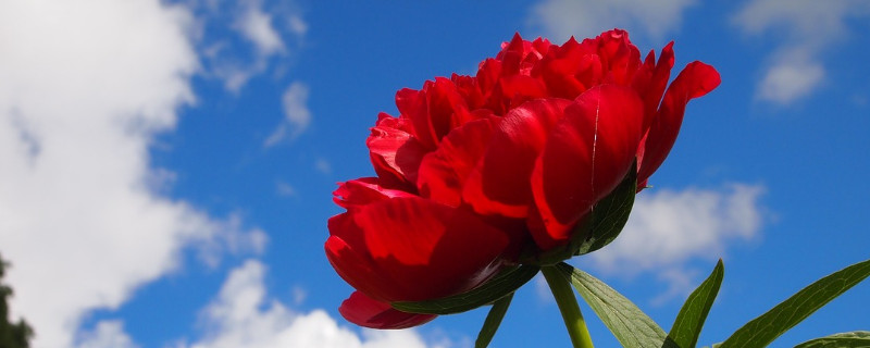 地栽牡丹要遮阴吗（牡丹需要遮阴吗）