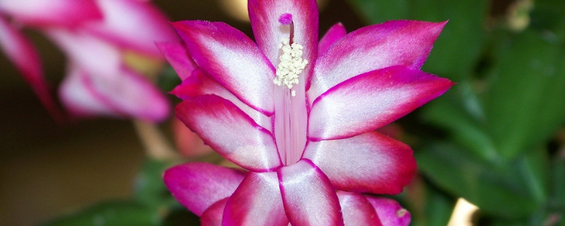 蟹爪兰冬季的养殖方法和注意事项（蟹爪兰在冬季怎么养）