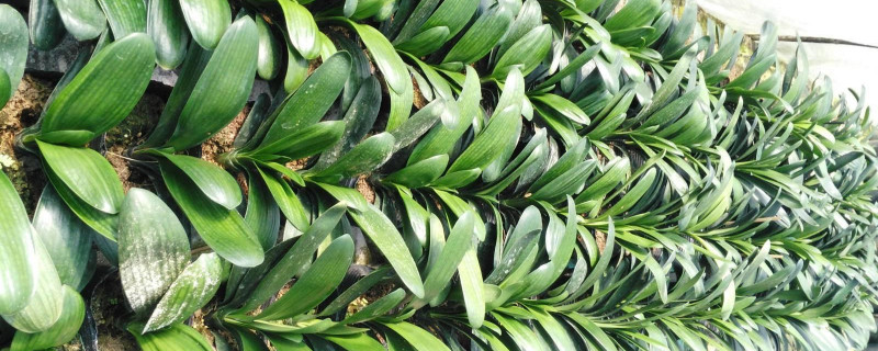 君子兰老叶可以掰掉吗 君子兰的老叶子可以掰掉吗