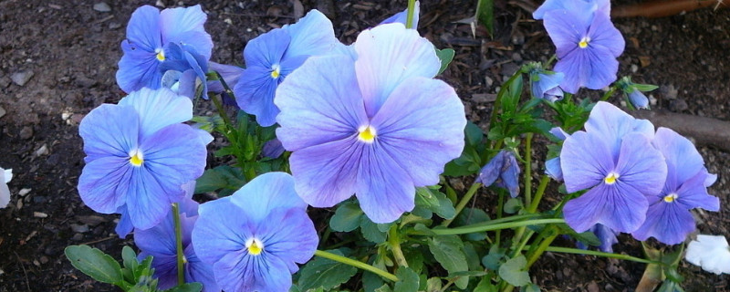 三色堇冬天开花吗（三色堇多长时间开花）