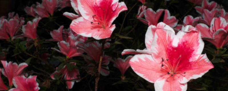 杜鹃花在北方冬天怎么养 北方的杜鹃花怎么养