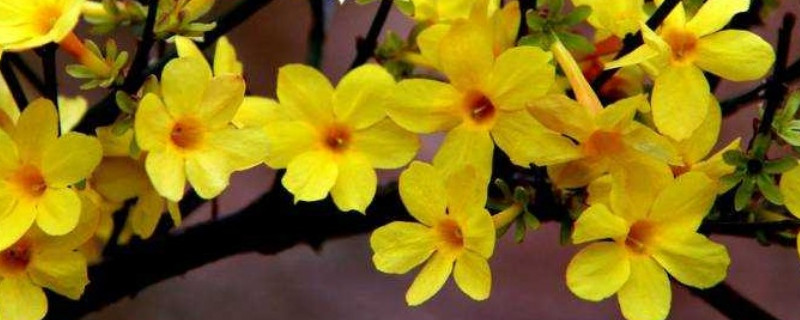 迎春花水培会生根吗（水培迎春花生根多长能需要种植?）