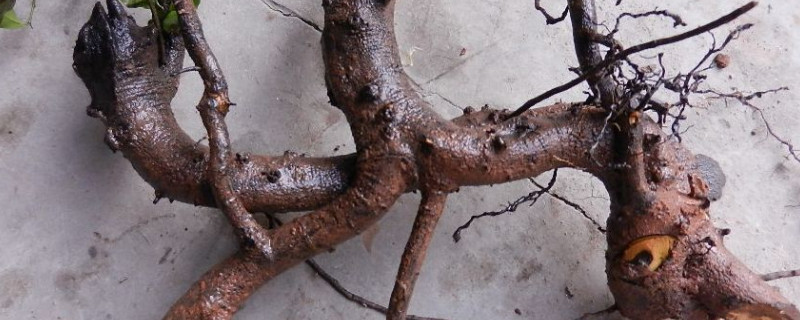 金弹子树桩冬天能栽活吗 金弹子生桩能冬天栽吗