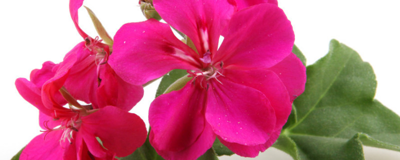 天竺葵怎么修剪（香叶天竺葵怎么修剪）