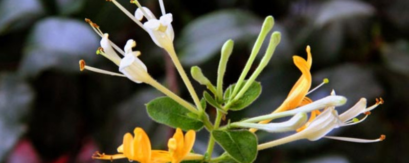 金银花怎么繁殖 金银花怎么繁殖繁殖季节是什么季节