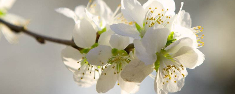 樱花树的管理与修剪 樱花树苗修剪