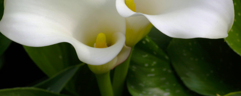 水培马蹄莲的养殖方法和注意事项(马蹄莲可以用水培育吗?)