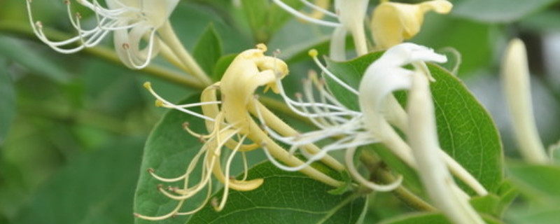 金银花的种子怎么摘 金银花怎么摘取