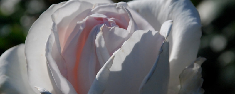 玫瑰花可以水培扦插吗 玫瑰可以水培插枝种吗