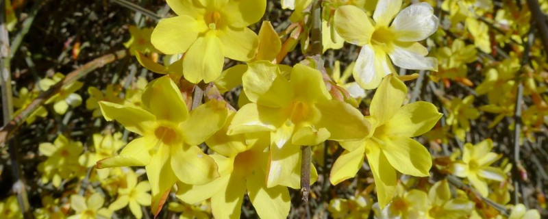 迎春花夏天迟一天浇水可以吗（迎春花开花时敢浇水吗）