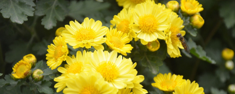 菊花叶片发黑卷曲 菊花叶子卷起来了什么毛病