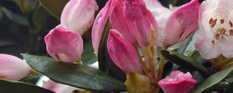 杜鹃花立秋后应怎样养（杜鹃花立秋后可以修剪吗）