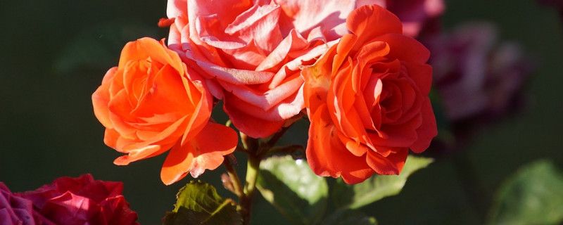 爬藤月季怎么养才长得快（如何让爬藤月季快速生长）