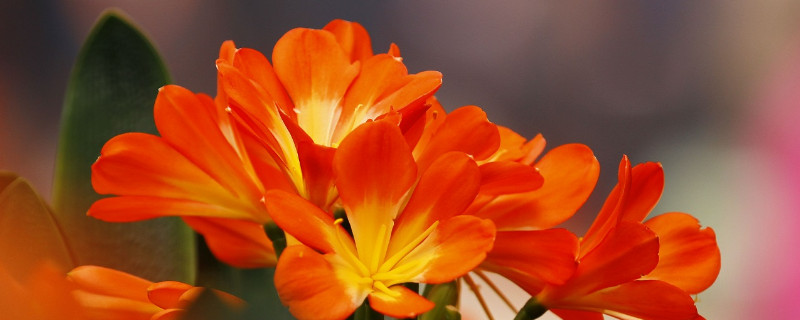 妙招让君子兰开花 君子兰开花的妙招