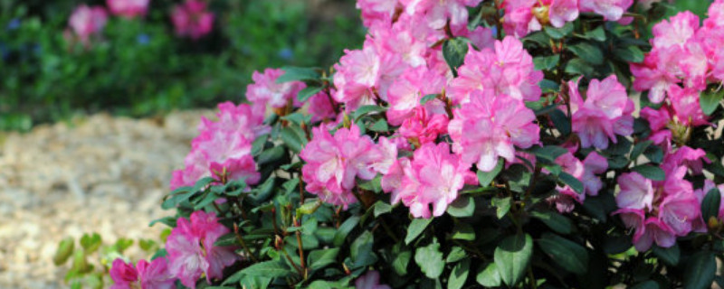 杜鹃花根部枝条要剪吗 干枝杜鹃需要剪根吗