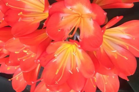 妙招让君子兰开花