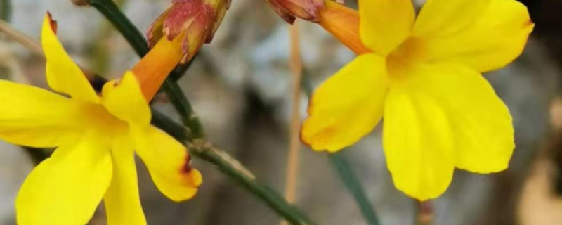 迎春花秋天枝太长了怎么办 迎春花枝条过长秋天能剪吗
