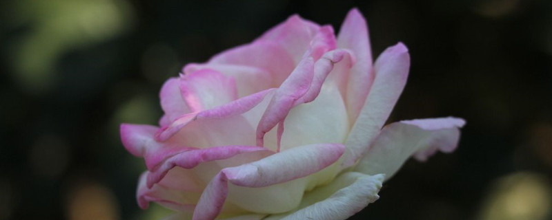 月季花怎么养家庭养法 月季花应该怎么养才能养活呢