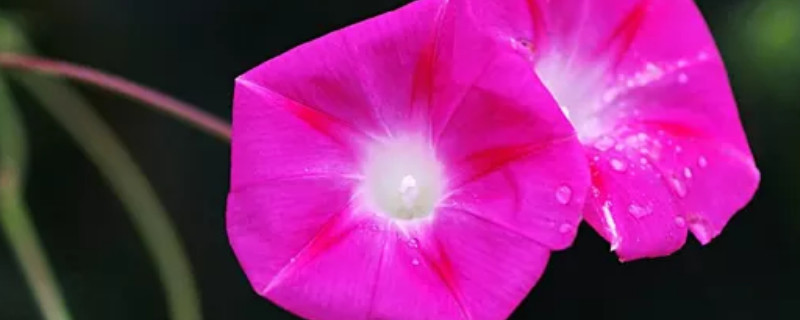 牵牛花种子能吃吗 牵牛花种子可以直接吃吗