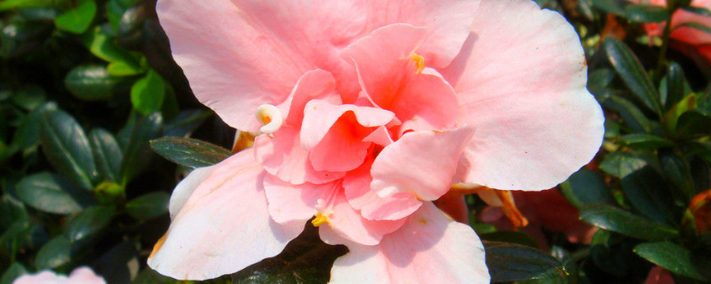 盆栽杜鹃花如何浇水（杜鹃花用什么水浇好）