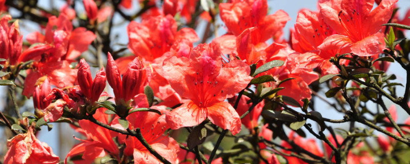 杜鹃移栽盆注意事项（杜鹃种植方法和注意事项）