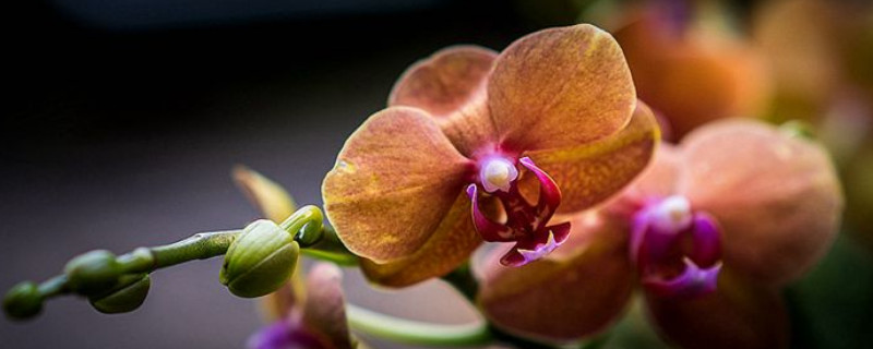蝴蝶兰开过还会开吗(为什么蝴蝶兰开没多久就谢了)